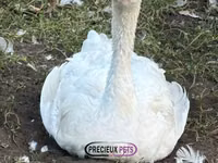 Geese — الصورة 1