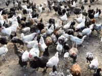 Turkeys — Foto 3