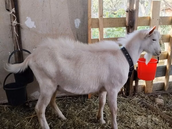 公山羊, Saanen goat