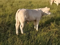 Bull, Charolais cattle — photo 6