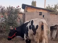 Cow, Russian Black pied cattle — photo 5
