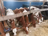 公牛, Simmental cattle — 照片 2