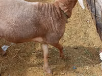 Ram, Katum sheep — photo 4