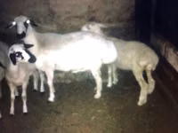 Cabras (lote, sexo no especificado), Cabras — foto 3