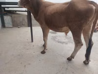 Cattle (batch, sex not specified), Cattle — photo 4