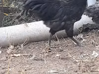 Gallo de pelea de fosa australiano — foto 7