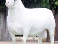 Schafe (Partie, Geschlecht nicht angegeben), Dorper sheep — Foto 1