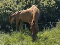 Stute, Polish pony — Foto 7