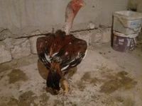 Chickens — الصورة 1