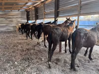 Hengst, Horse breed — Foto 3