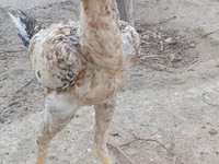 Chickens — الصورة 1
