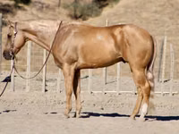Horse (M), Quarter Horse — photo 1