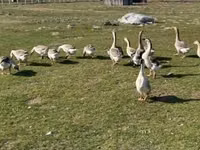Geese — photo 1