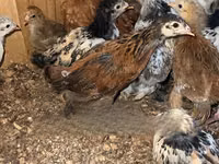 Brahma — foto 1