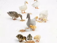 Geese — photo 1