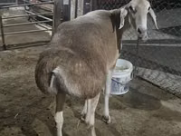 भेड़, Afghan Arabi sheep — फ़ोटो 1