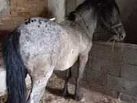 Horse (M), Appaloosa — photo 1