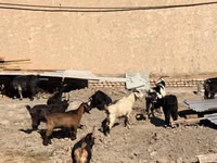 ماعز (دفعة، الجنس غير محدد), الماعز — الصورة 3