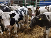 Bull, Belgian Blue — photo 1