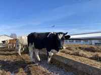 Cow, Russian Black pied cattle — photo 2