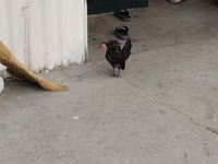 Chickens — Foto 8