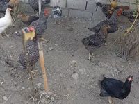 Gallina eslovena barrada — foto 2