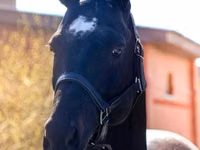 حصان, Thoroughbred horse — الصورة 2