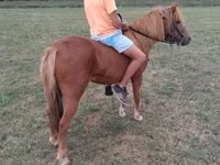 Mare, Horses — photo 2