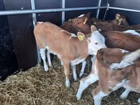 Bull, Simmental cattle — photo 1