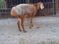 公羊, Saryarka sheep — 照片 2
