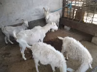 Goat, Russian White goat — photo 1
