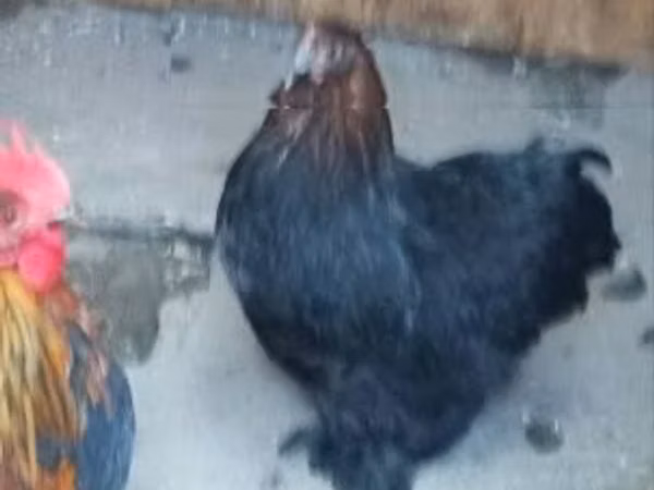 Chickens