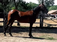 Horse (M), Horses — photo 3
