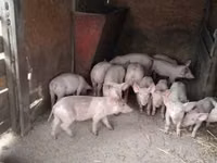 猪（批次，未指定性别）, Pigs — 照片 2