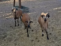 Carnero, Cameroon sheep — foto 2