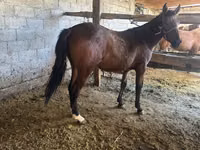 Yegua, Caballos — foto 3