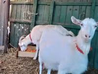 Goat, Saanen goat — photo 4