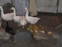 Geese — الصورة 1