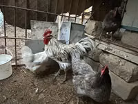 أوسترالورب — الصورة 2