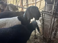 Widder, Rhon sheep — Foto 4