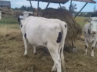 Vaca, Raza Holstein — foto 8