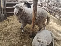 Carnero, Suffolk sheep — foto 2