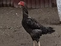 Czech Gold Brindled Hen — photo 7