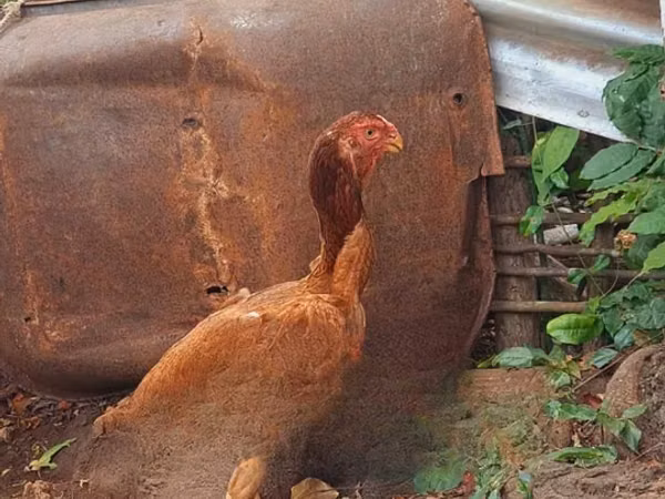 Chickens — كينيا