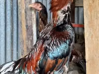 Chickens — Foto 1
