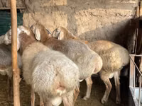 公羊, Arashan sheep — 照片 2
