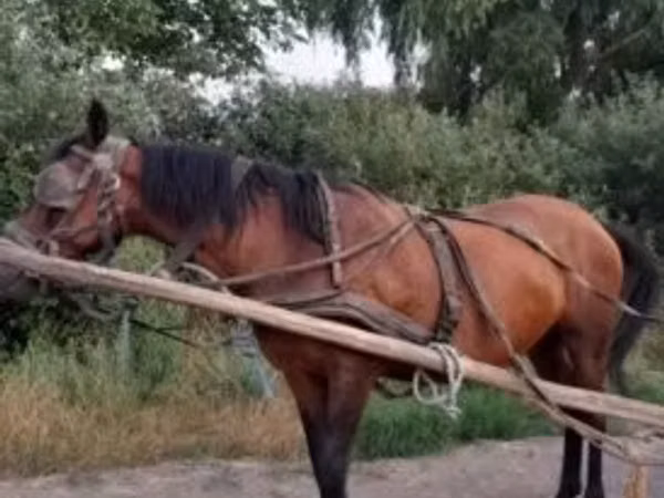 母马, Hucul pony