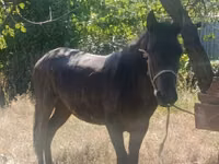 Horse (M), French Trotter — photo 2