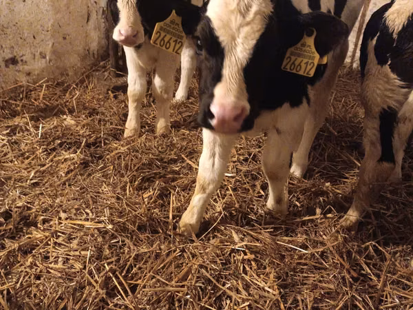 Toro, Russian Black pied cattle