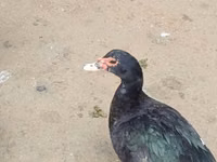 Ducks — foto 2